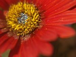 Red Flower (600 X 450)